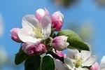 apple fragrance
