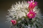 Cactus Blossoms
